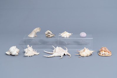 A beautiful collection of shells and sea finds, various origins