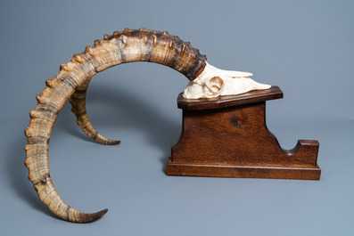 An imposing hunting trophy of an ibex on a wooden support, 20th century