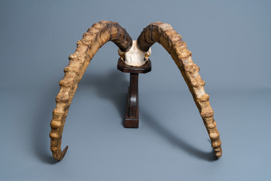 An imposing hunting trophy of an ibex on a wooden support, 20th century