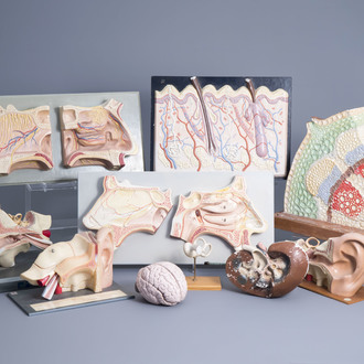 A varied collection of plaster and plastic anatomical models, including Somso, 20th C.