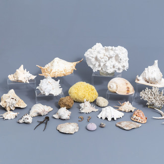 Une belle collection de coquillages et de trouvailles marines, origines diverses