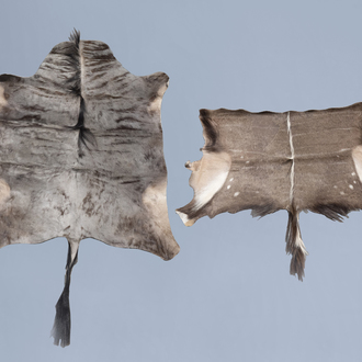 Two animal skins of an African wildebeest or gnu and a gazelle, 20th C.