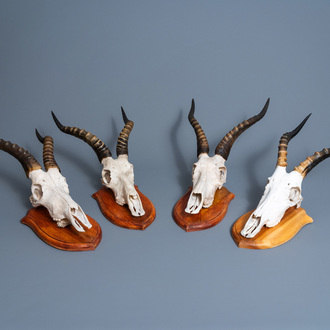 Four hunting trophies of an impala or rooibok mounted on a wooden support, 20th C.