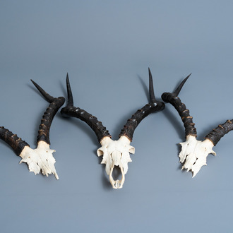 Three hunting trophies of an impala or rooibok, 20th C.