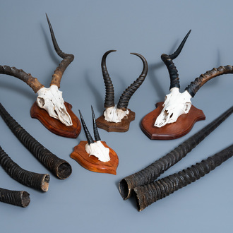 A varied collection of three impala hunting trophies, one of a common duiker and five oryx or gemsbok horns, 20th C.