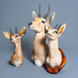 Three antelope hunting trophies, one of which mounted on a wooden support, 20th C.