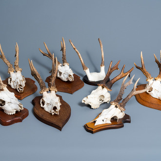 A collection of eight European roe deer hunting trophies, of which seven mounted on a wooden support, 20th C.