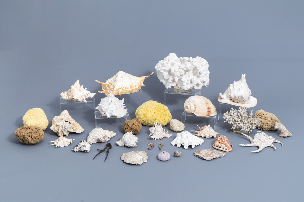 A beautiful collection of shells and sea finds, various origins